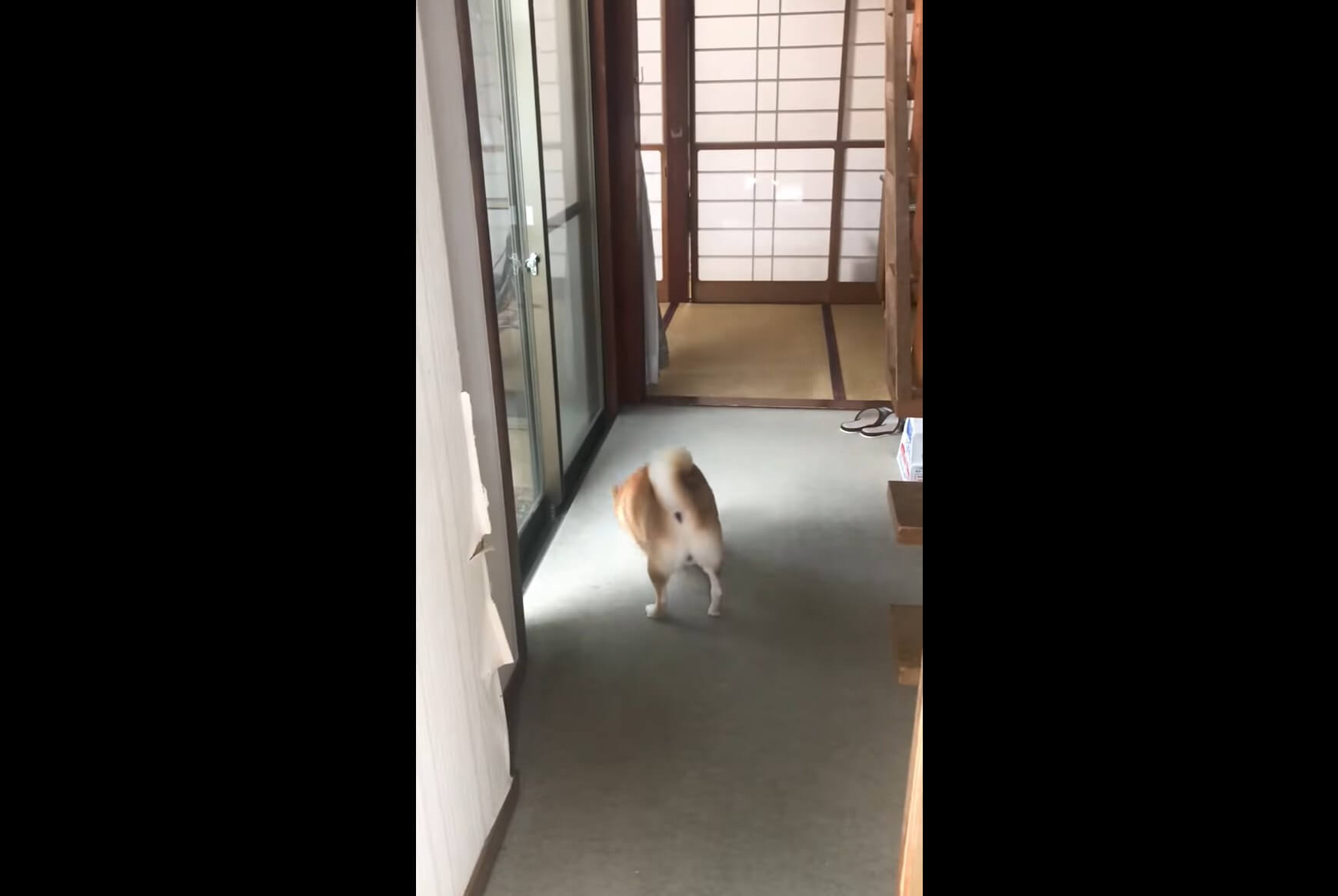 柴犬,YouTube