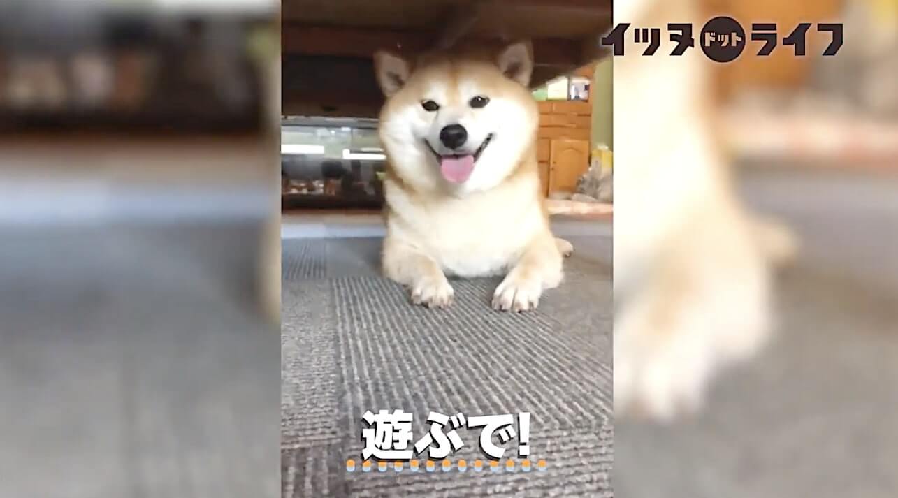 柴犬,動画,イッヌドットライフ