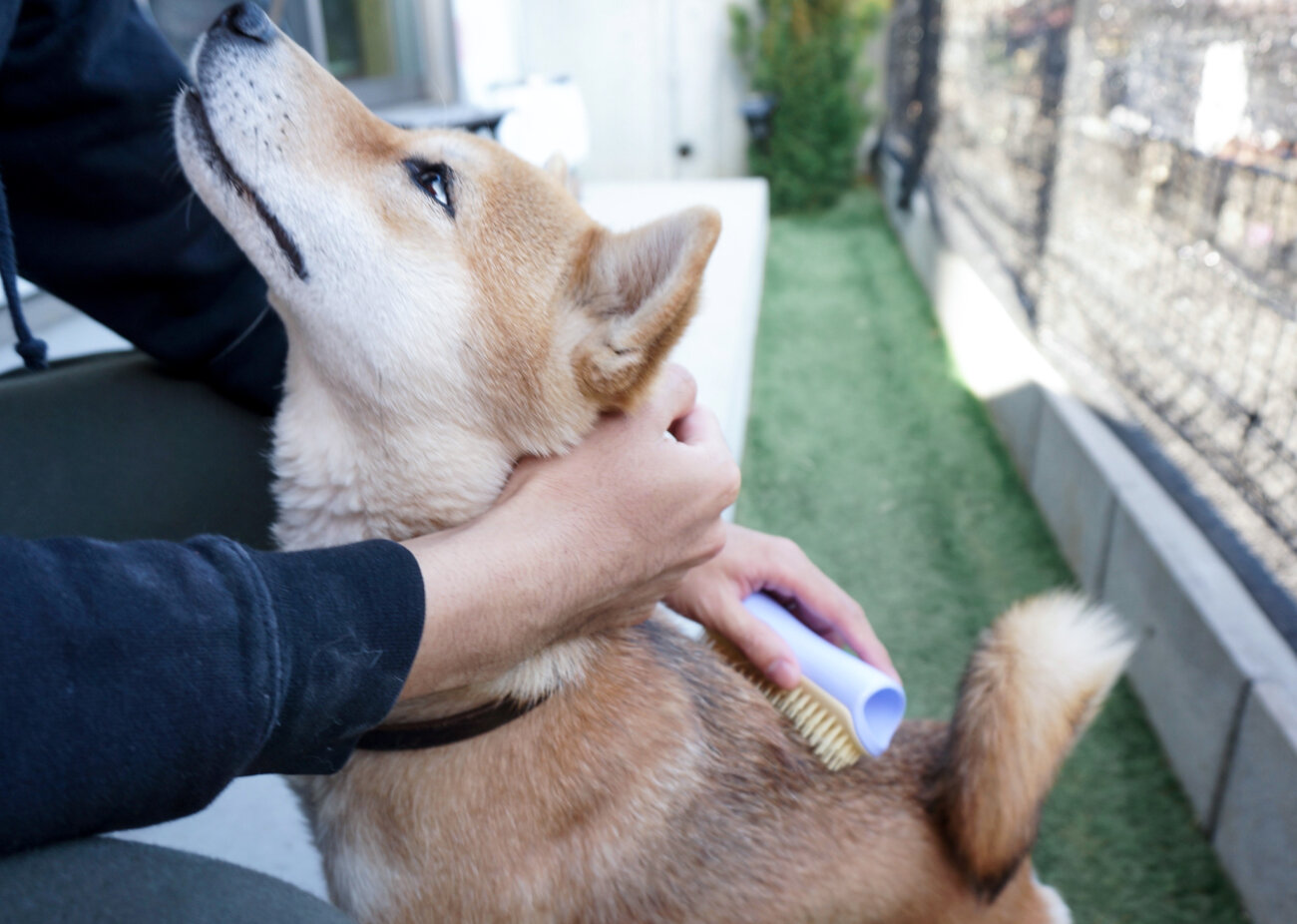 柴犬,ブラシ,ブラッシング,ペットティーザー