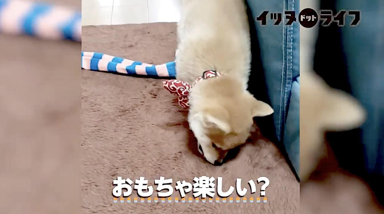 柴犬,動画,イッヌドットライフ