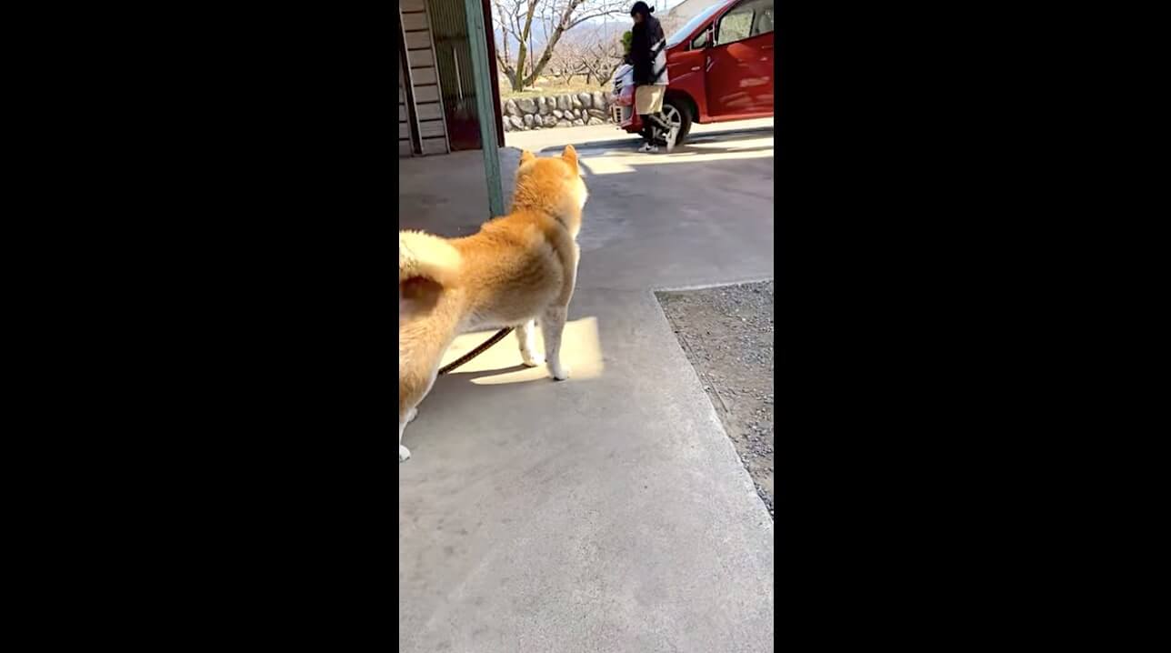 柴犬,YouTube
