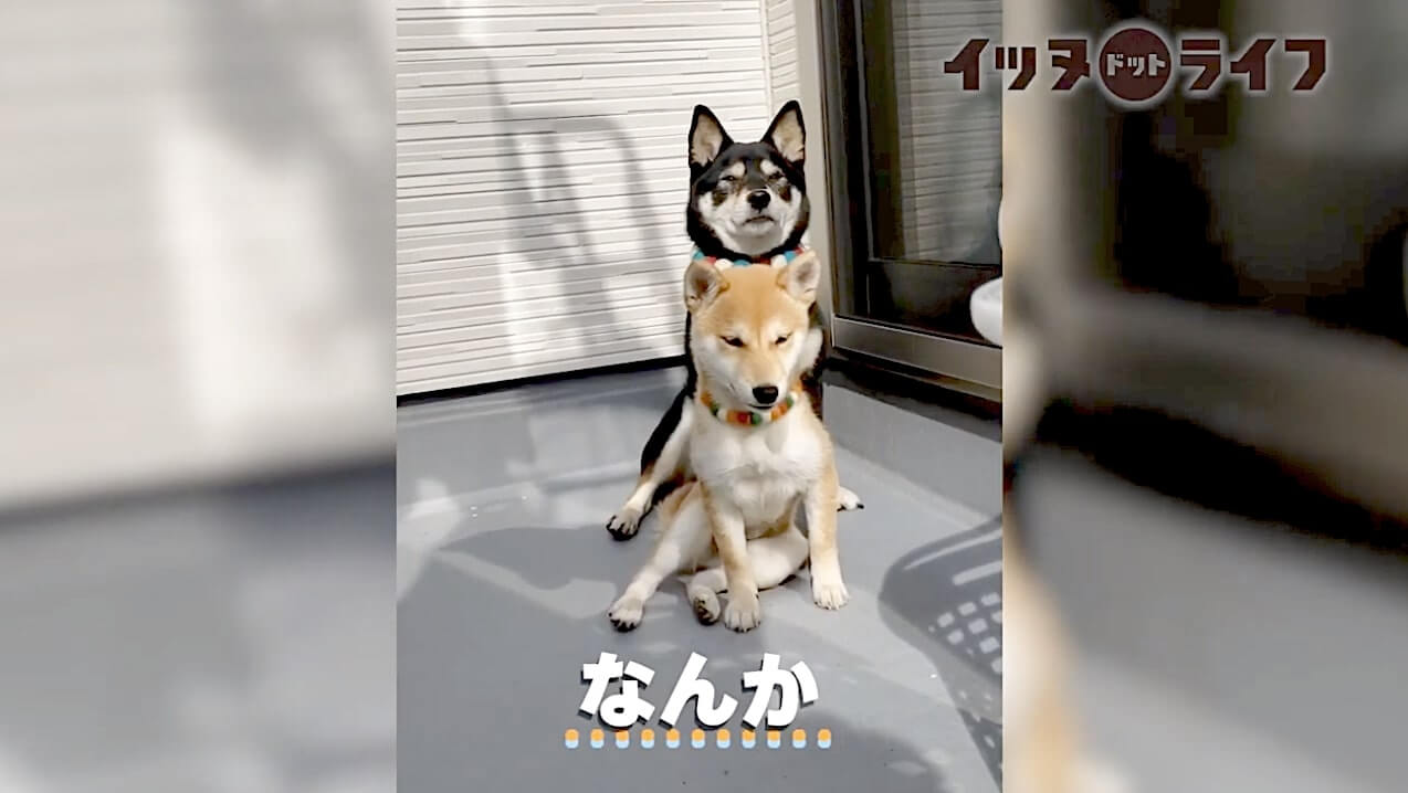 柴犬,動画,イッヌドットライフ