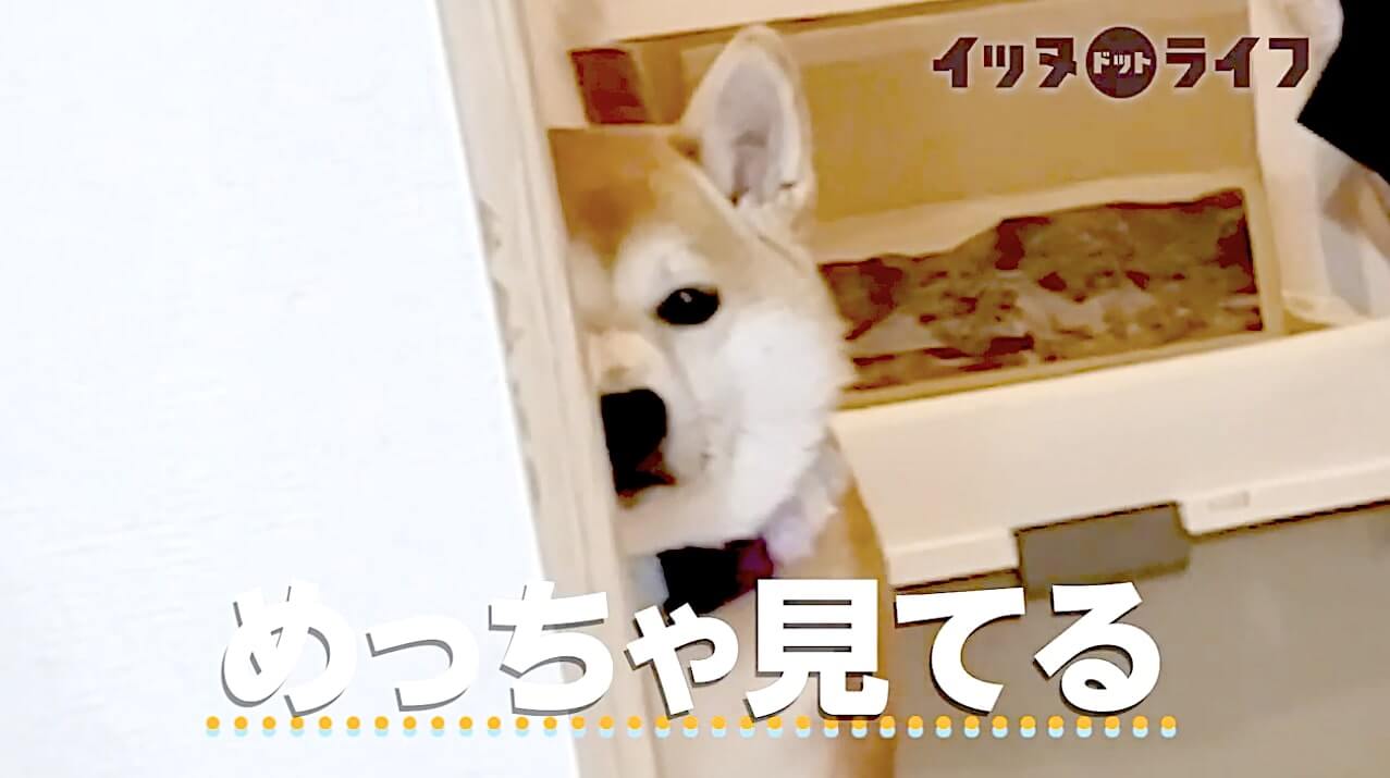 柴犬,動画,イッヌドットライフ