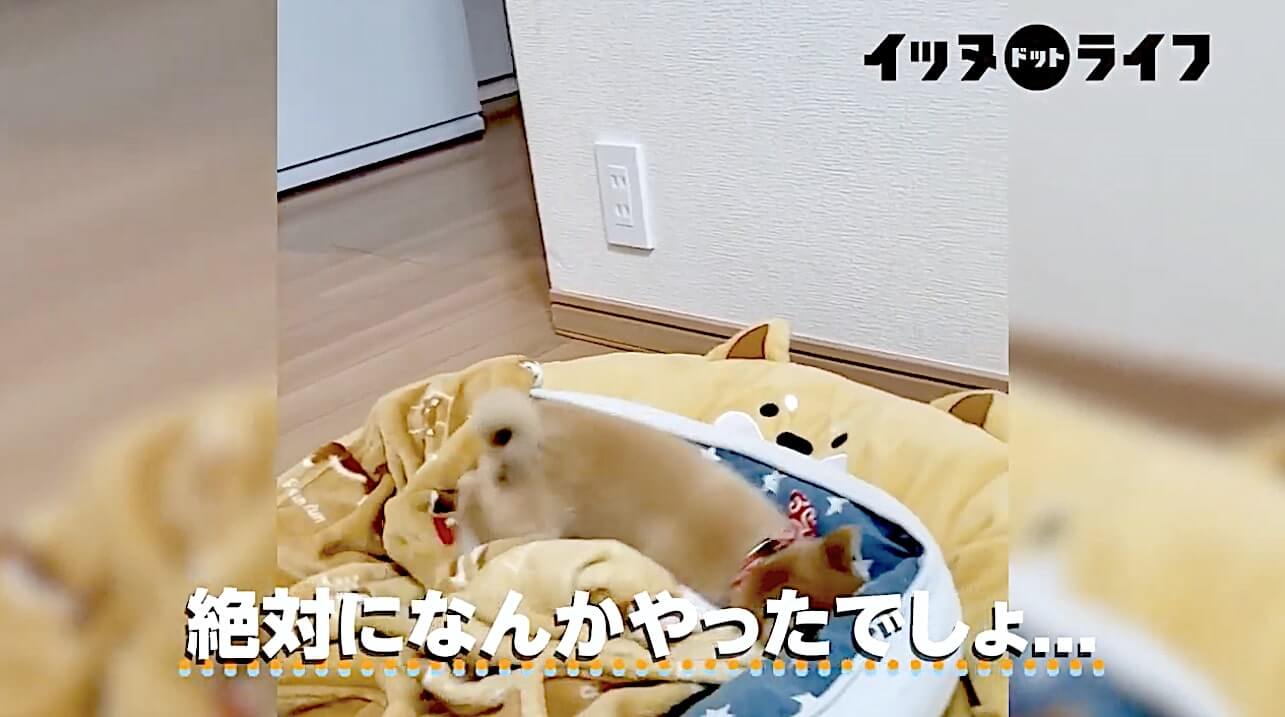 柴犬,動画,イッヌドットライフ