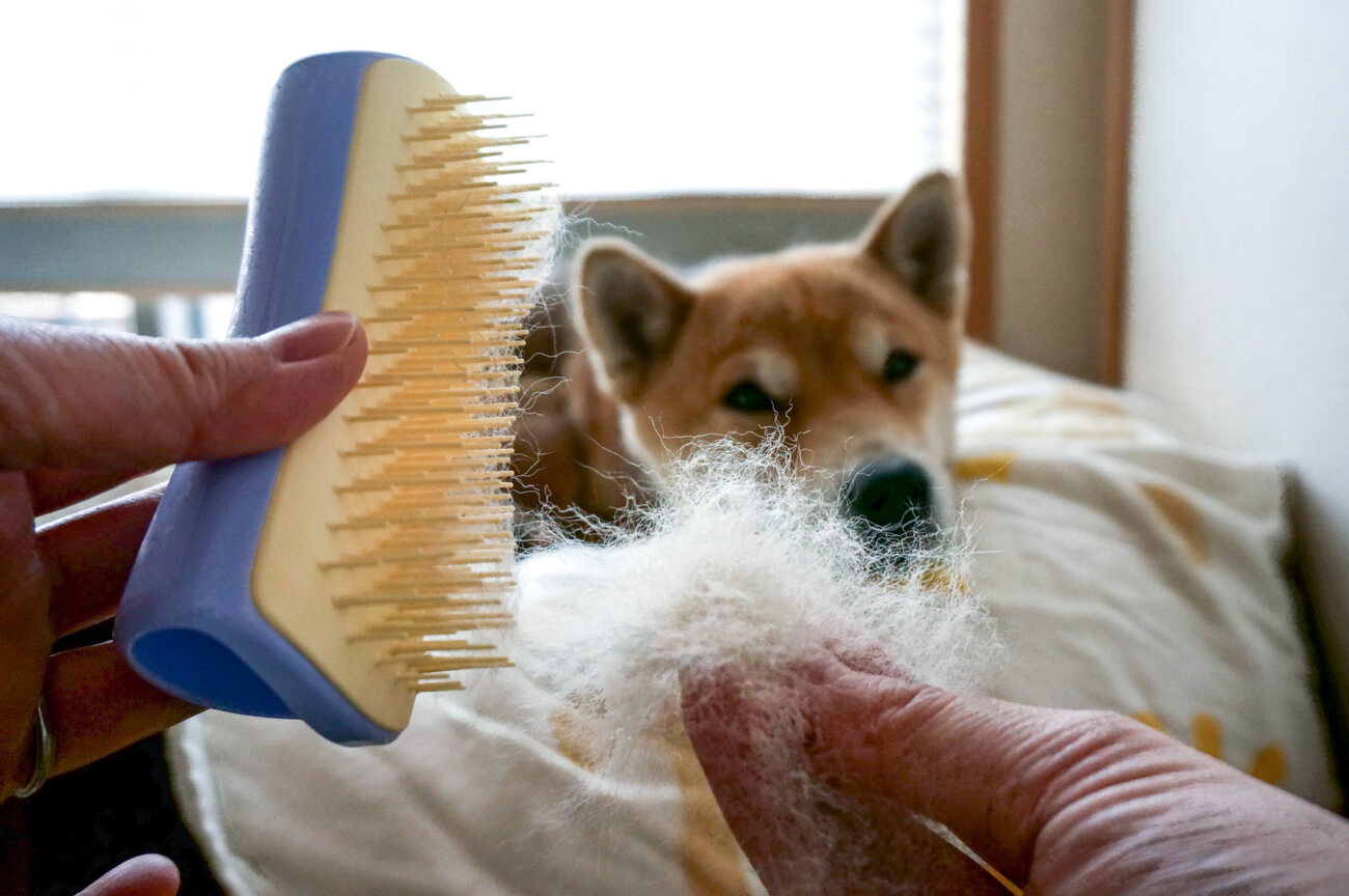 柴犬,ブラシ,ブラッシング,ペットティーザー