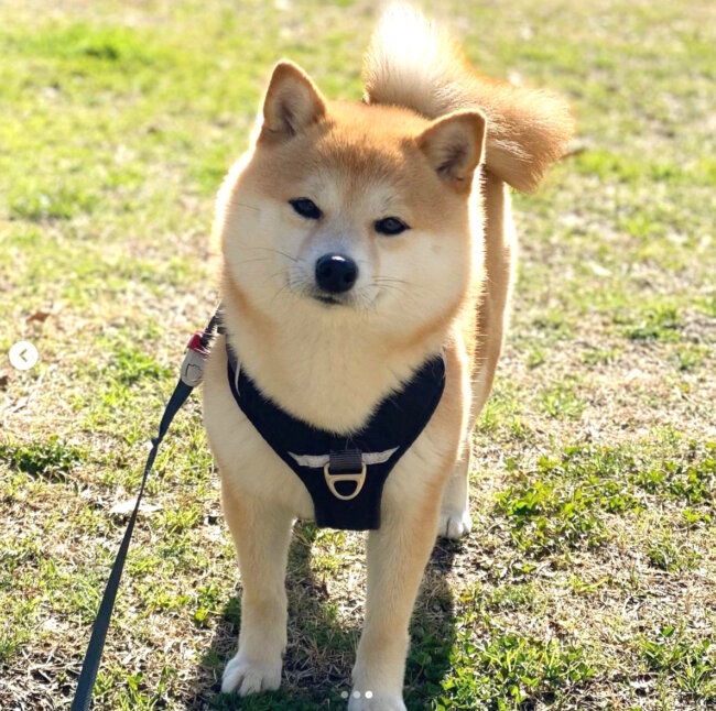 柴犬,Instagram
