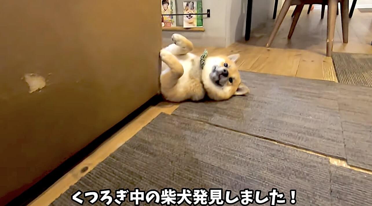 柴犬,YouTube