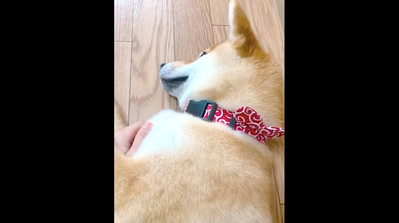 柴犬,YouTube
