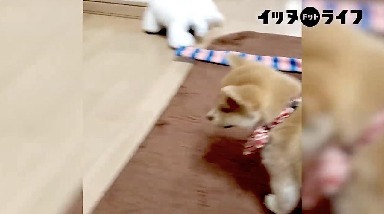 柴犬,動画,イッヌドットライフ