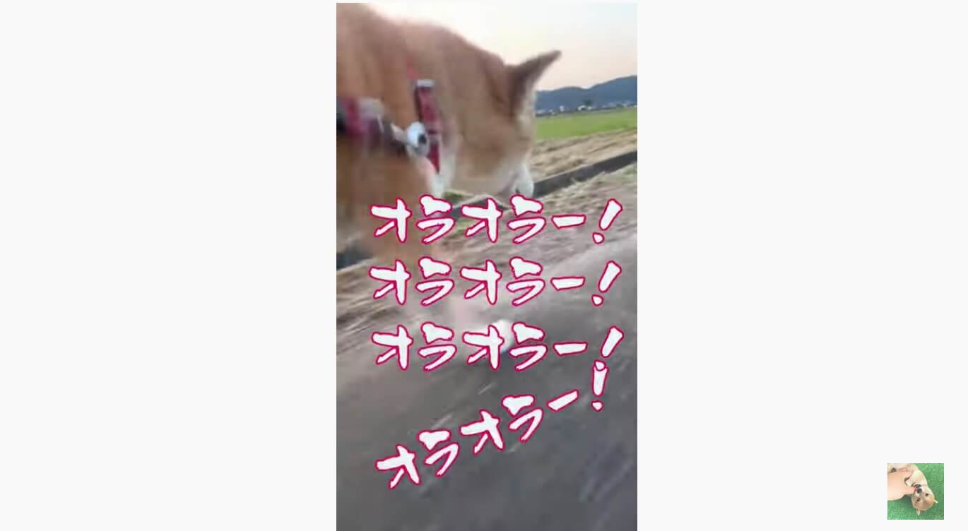 柴犬,YouTube