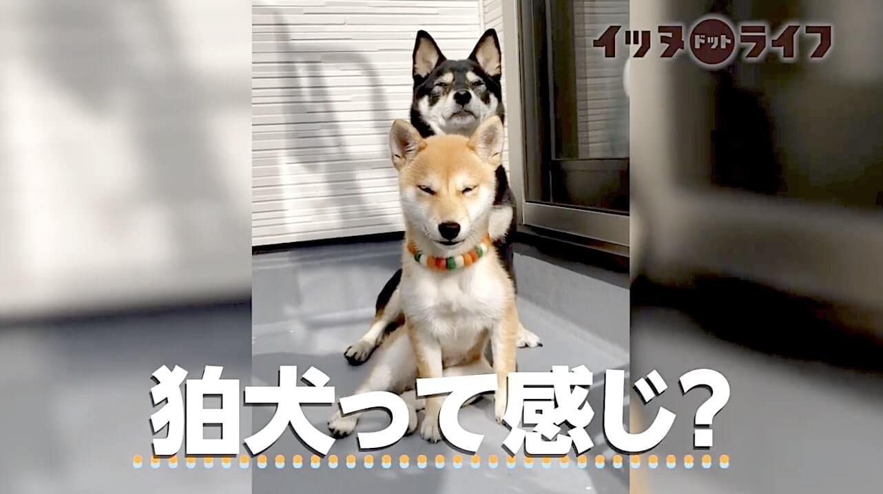 柴犬,動画,イッヌドットライフ