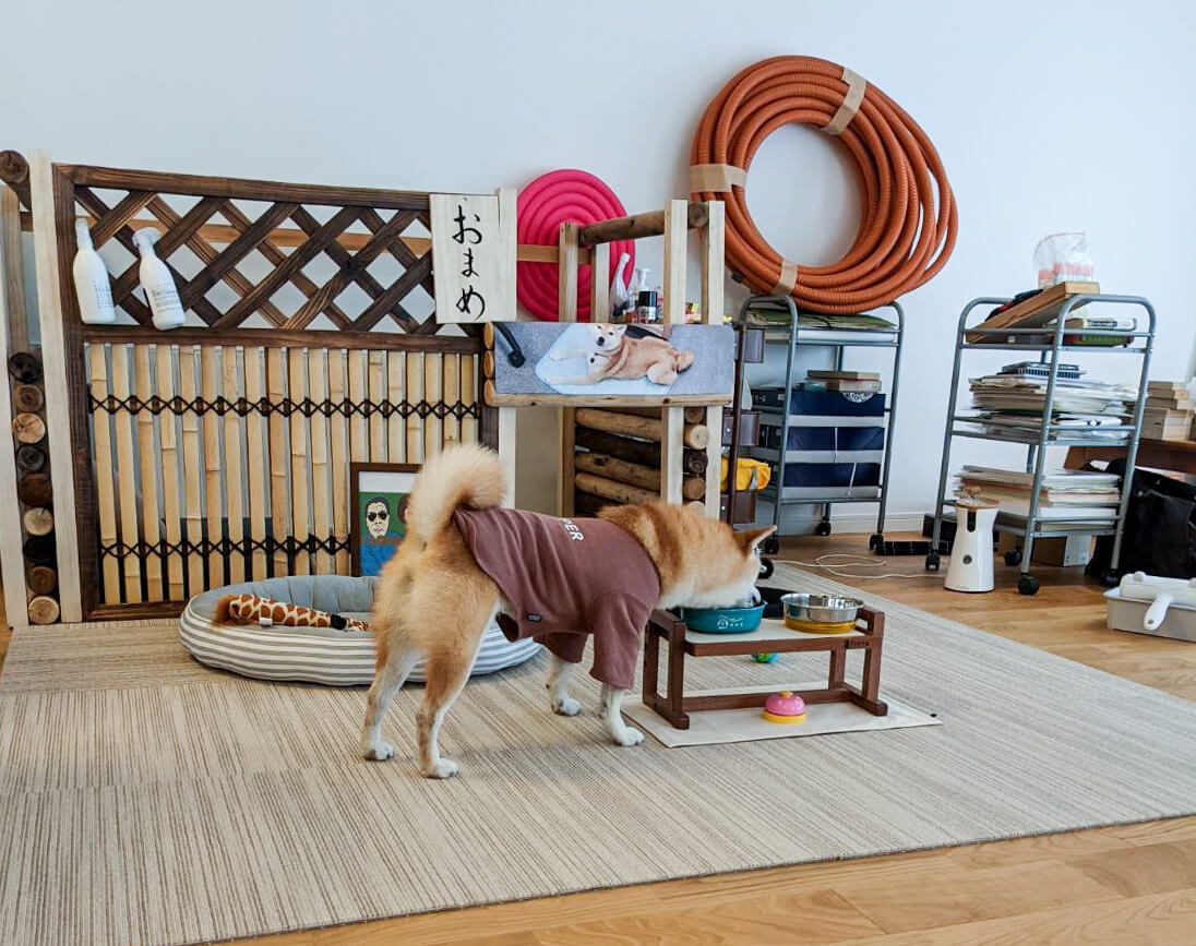 柴犬ライフ,アキナ山名,おまめ