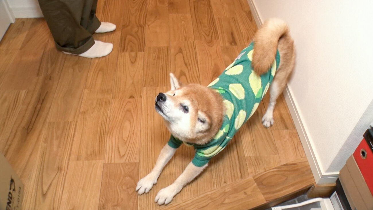 柴犬ライフ,アキナ山名,おまめ