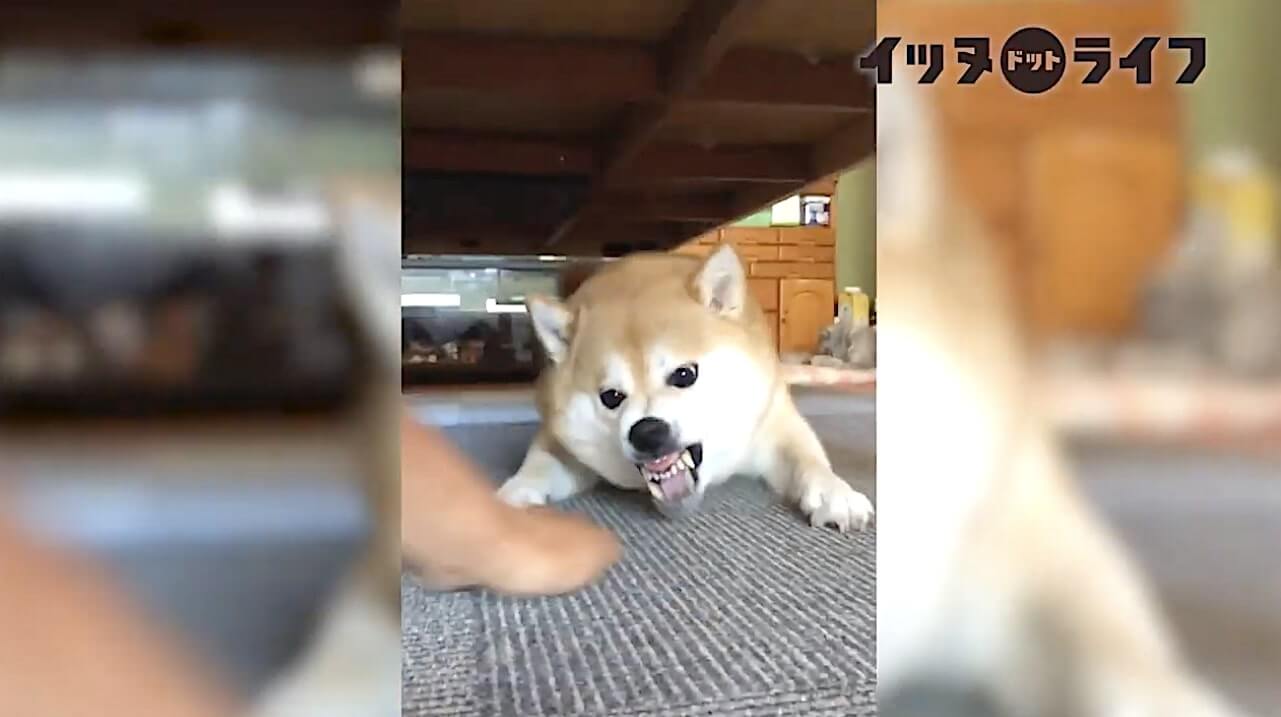 柴犬,動画,イッヌドットライフ