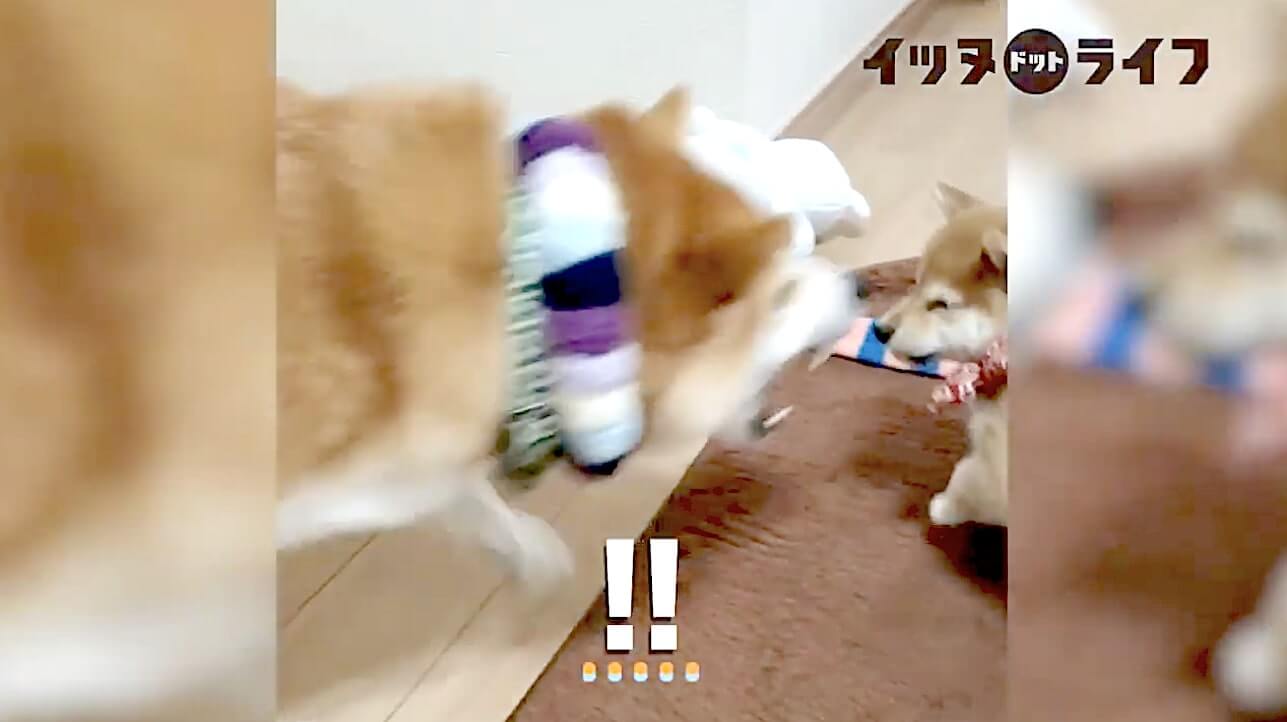 柴犬,動画,イッヌドットライフ
