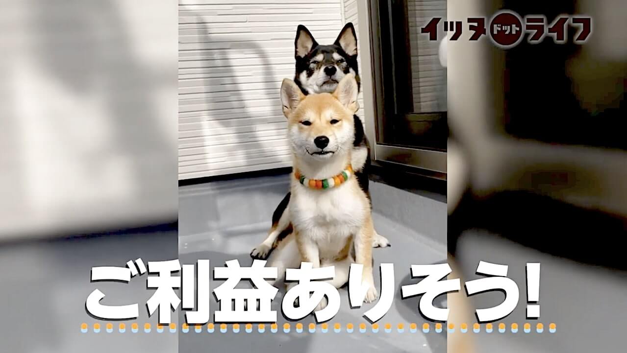 柴犬,動画,イッヌドットライフ