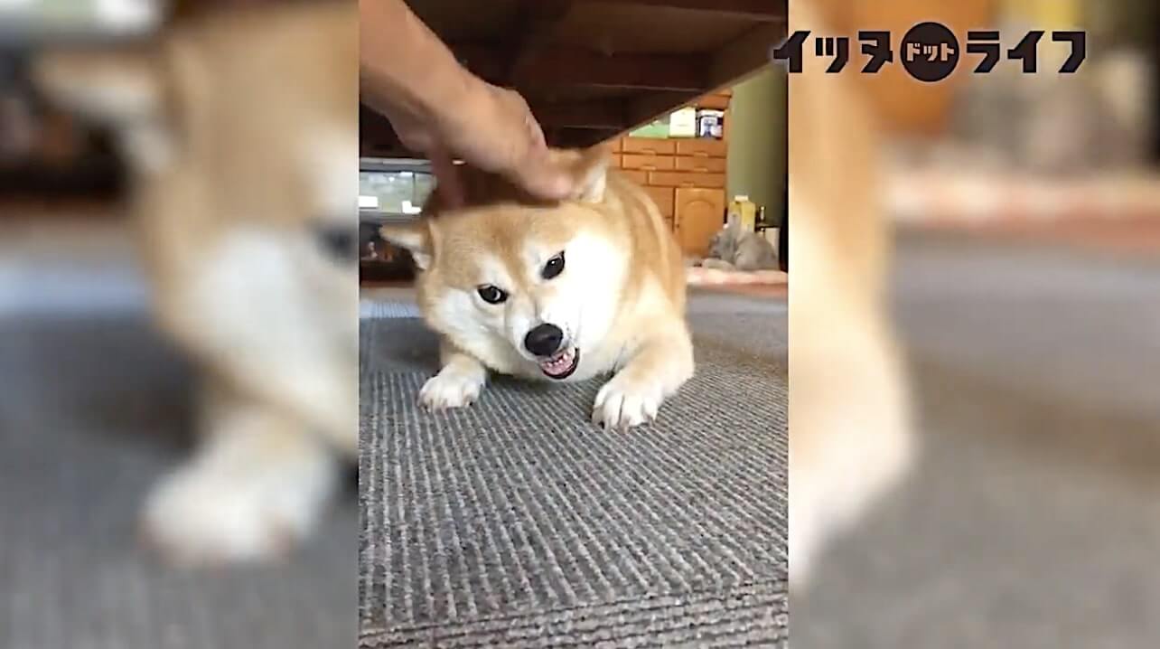 柴犬,動画,イッヌドットライフ