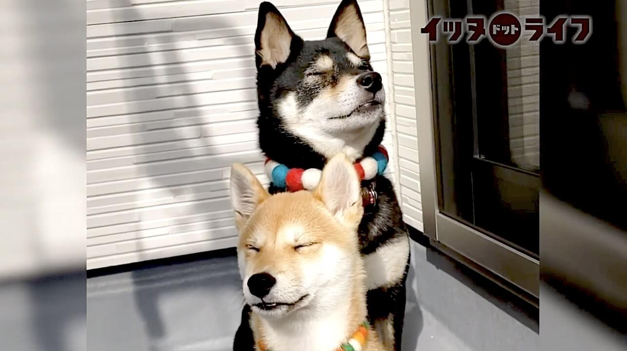 柴犬,動画,イッヌドットライフ