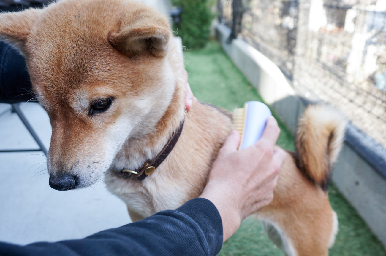 柴犬,ブラシ,ブラッシング,ペットティーザー