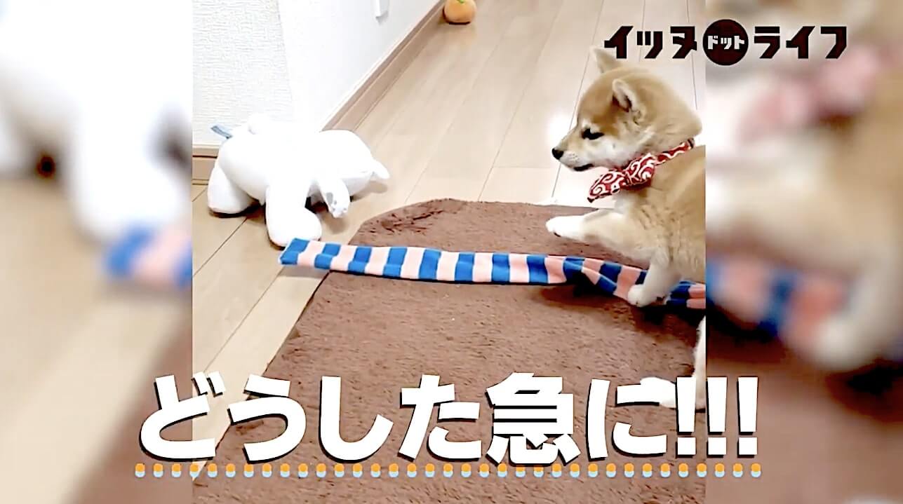 柴犬,動画,イッヌドットライフ