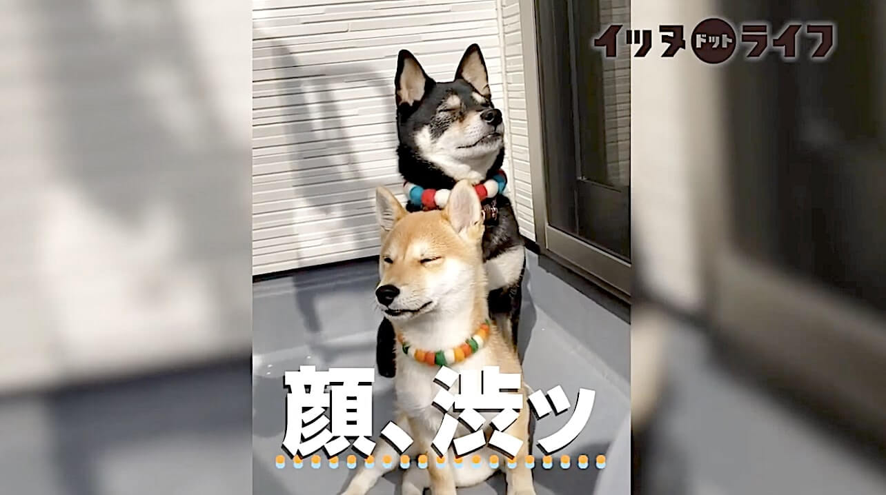 柴犬,動画,イッヌドットライフ
