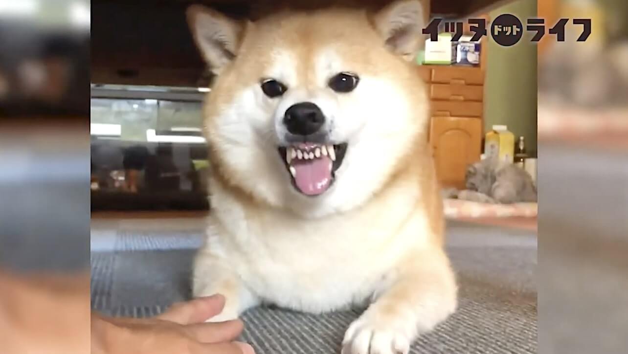 柴犬,動画,イッヌドットライフ