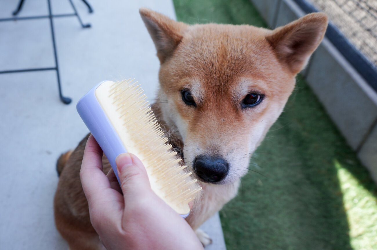 柴犬,ブラシ,ブラッシング,ペットティーザー