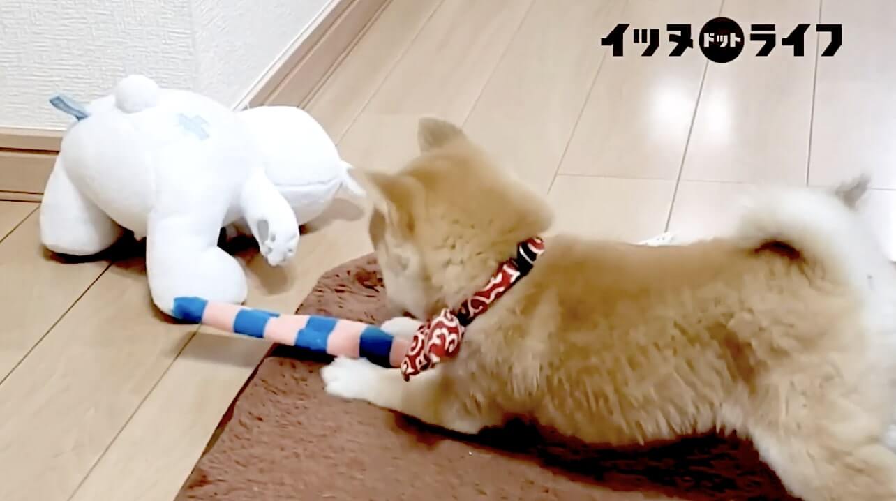 柴犬,動画,イッヌドットライフ