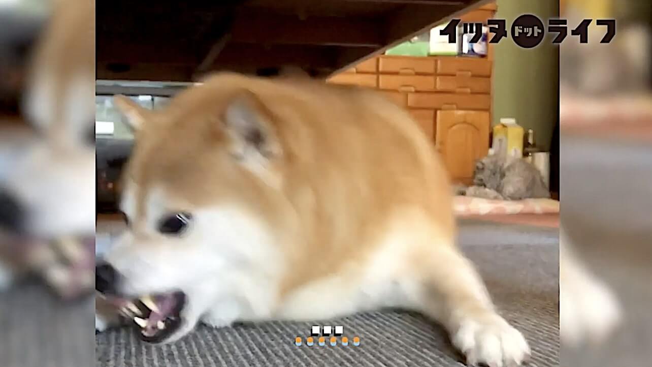 柴犬,動画,イッヌドットライフ