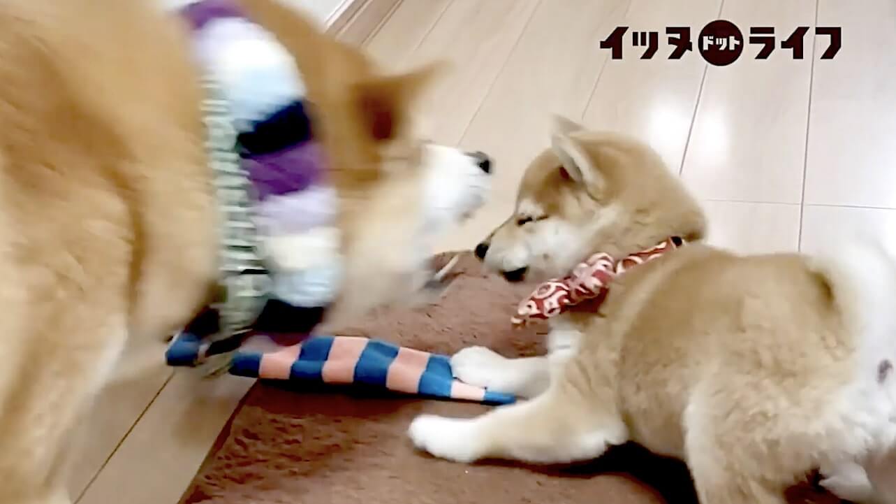 柴犬,動画,イッヌドットライフ