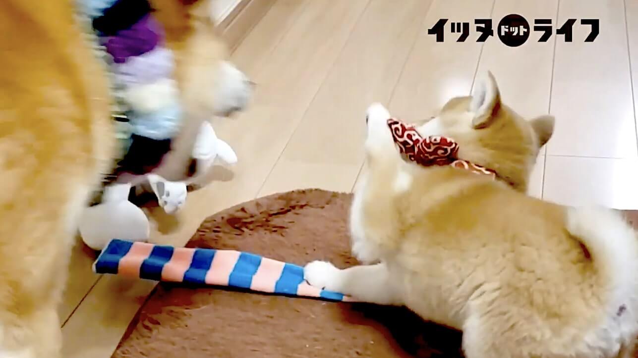 柴犬,動画,イッヌドットライフ