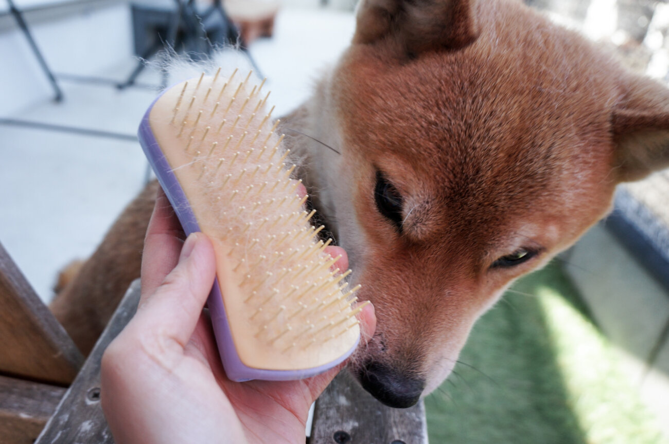 柴犬,ブラシ,ブラッシング,ペットティーザー