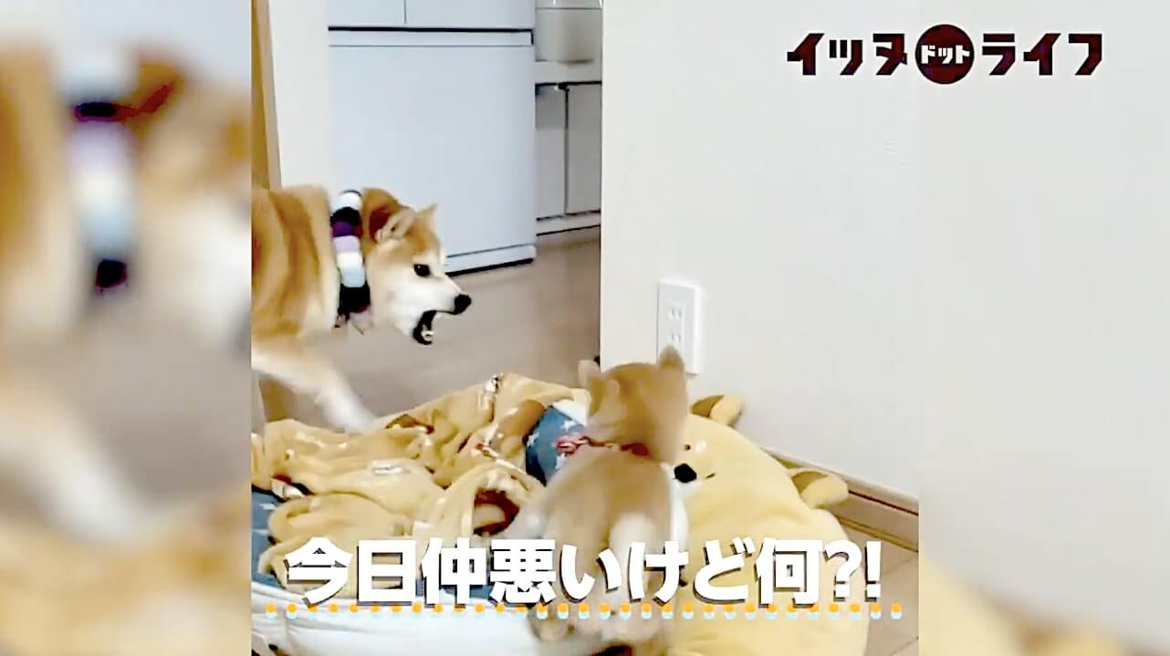 柴犬,動画,イッヌドットライフ