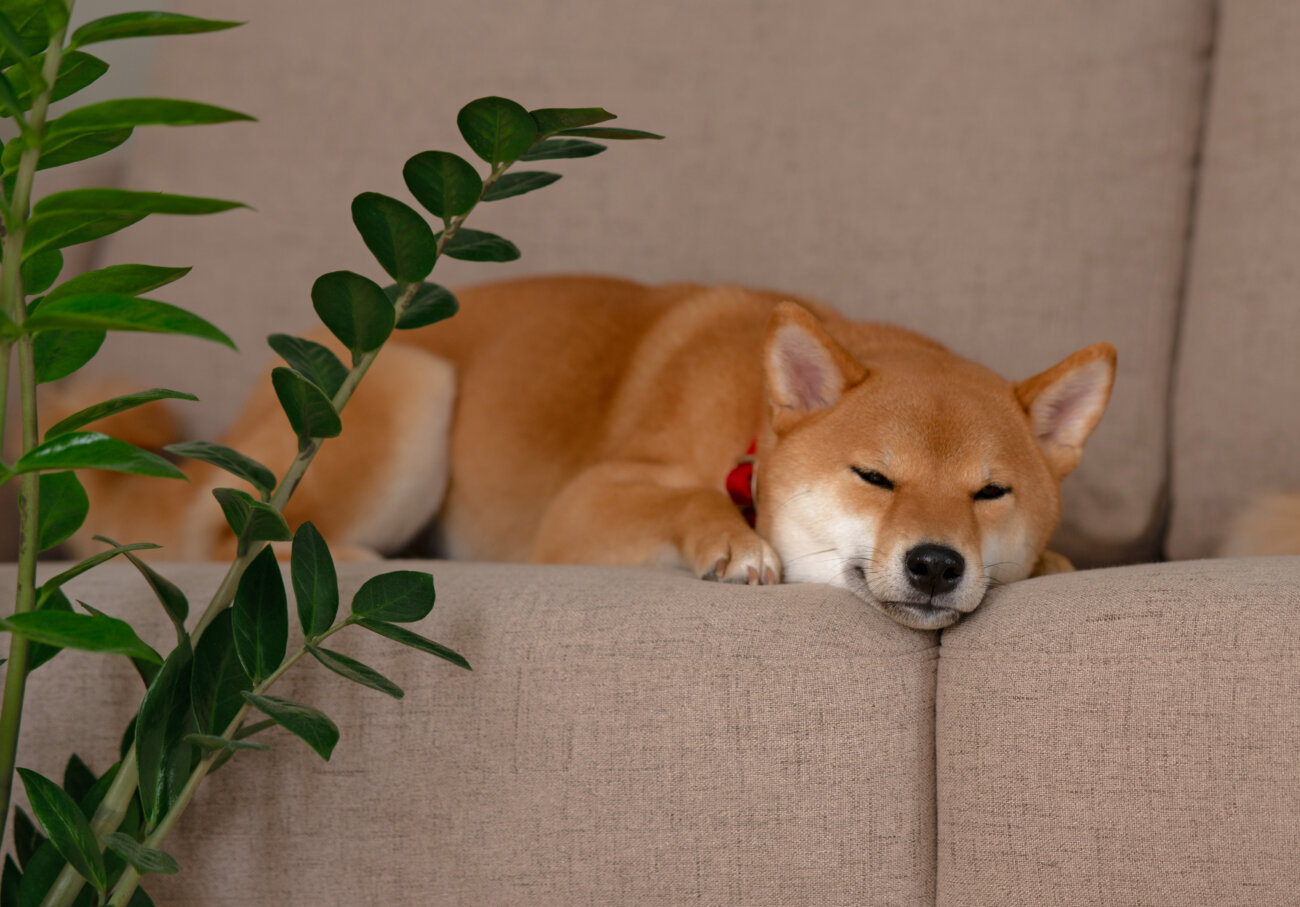 柴犬,ブラシ,ブラッシング,ペットティーザー