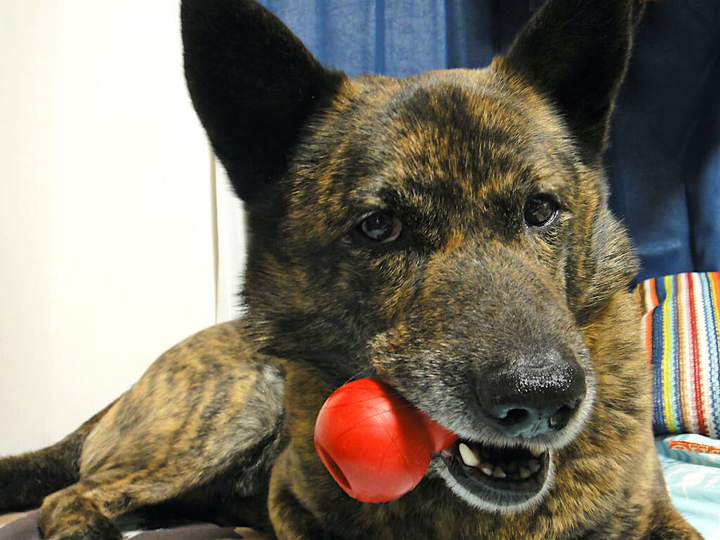 コングを噛む甲斐犬