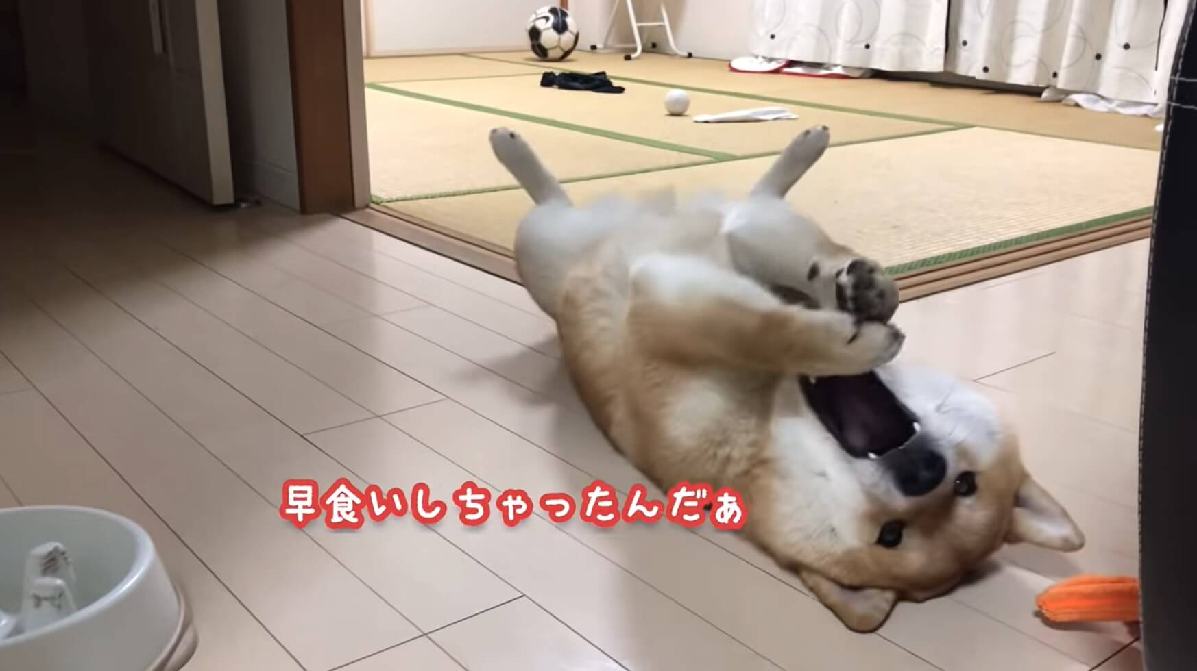 柴犬,YouTube