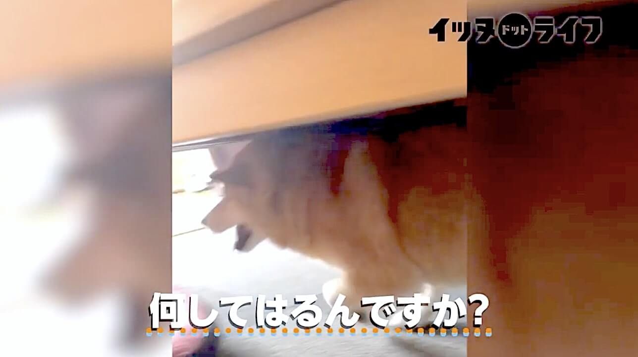 柴犬,動画,イッヌドットライフ