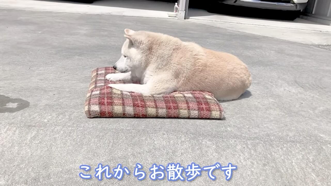 柴犬,YouTube