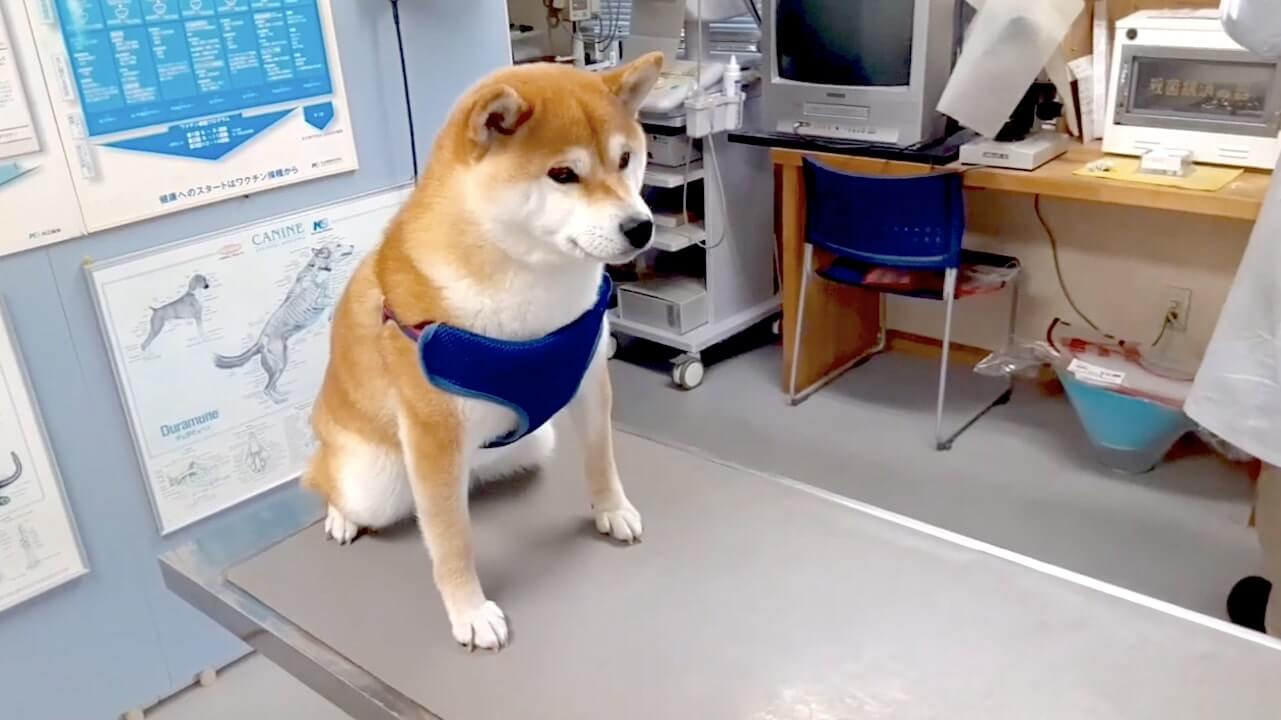 柴犬,YouTube