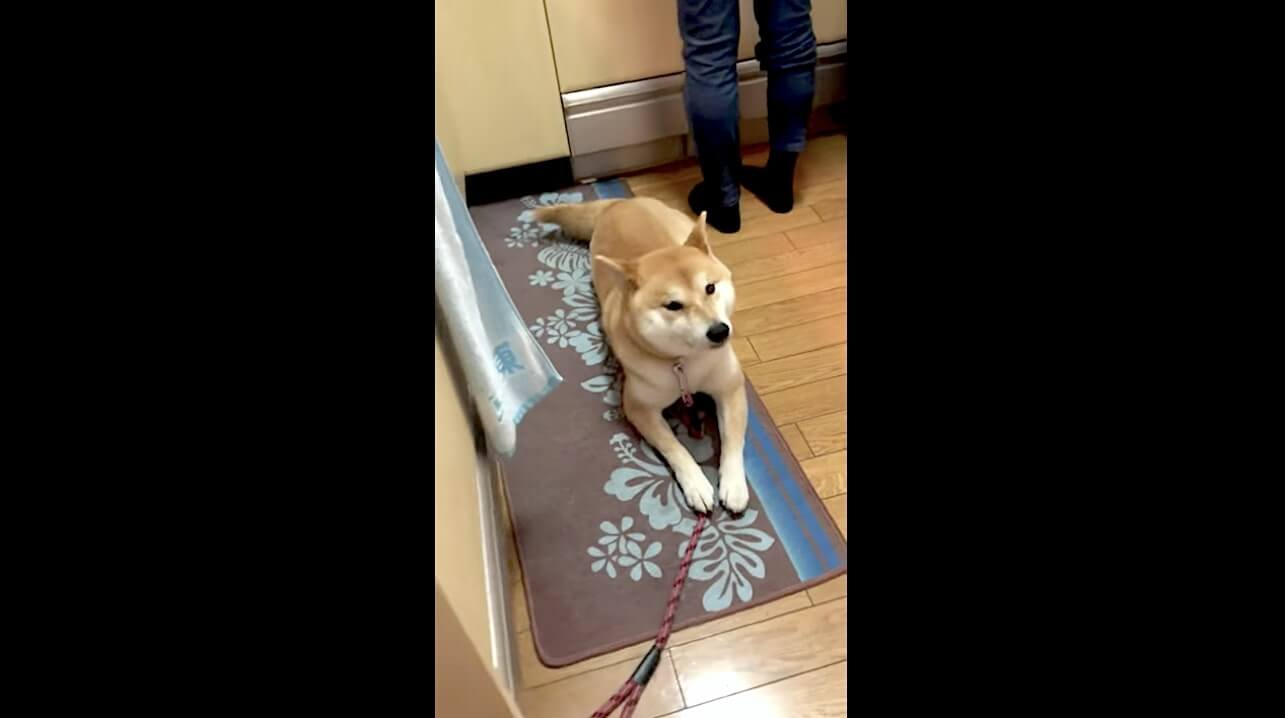 柴犬,YouTube