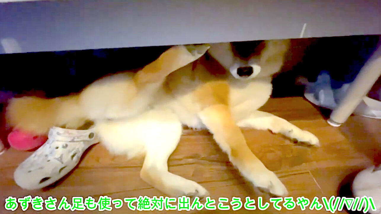 柴犬,YouTube
