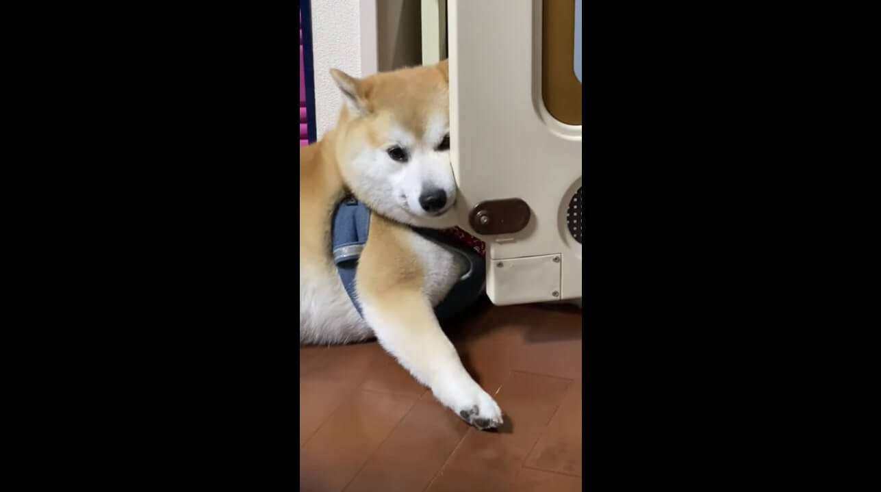 柴犬,YouTube