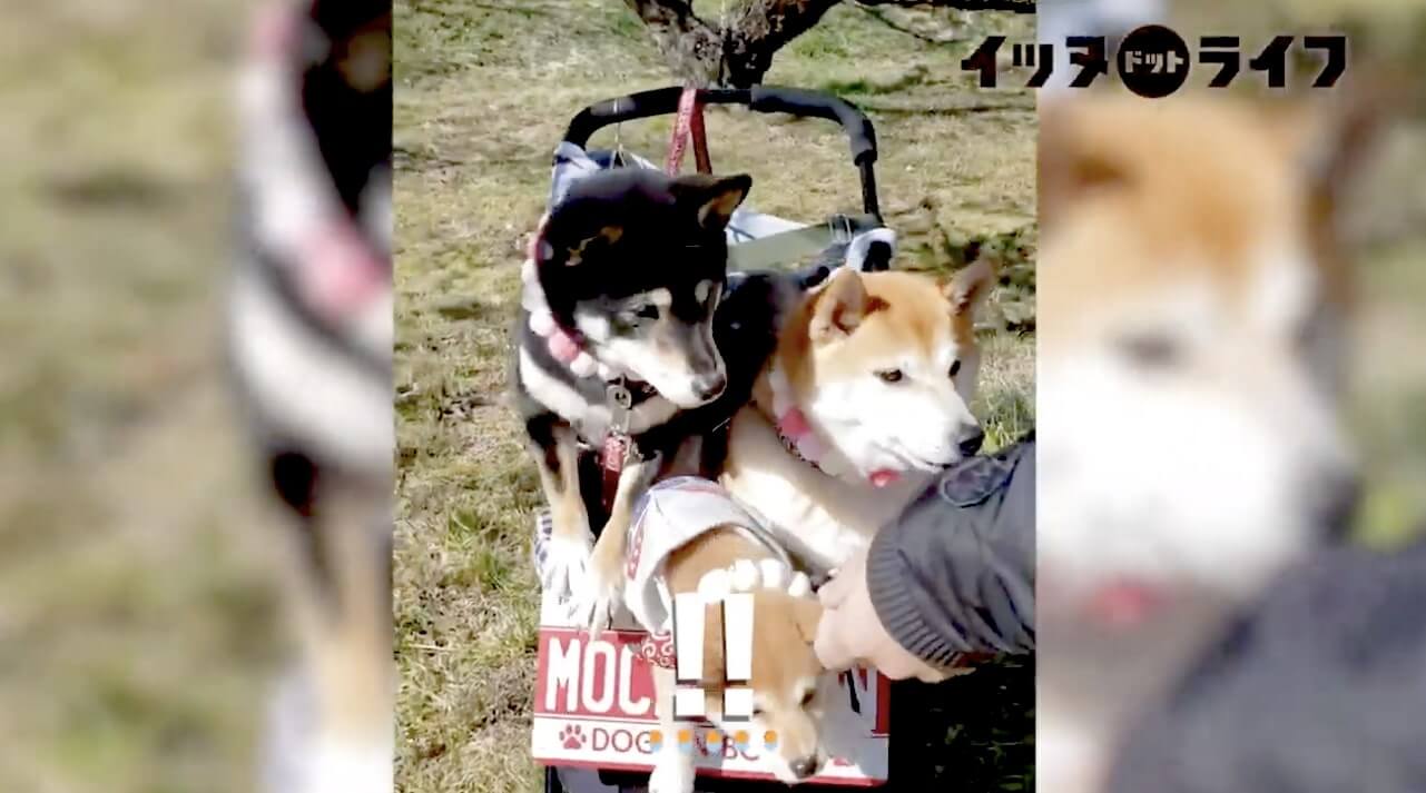 柴犬,動画,イッヌドットライフ