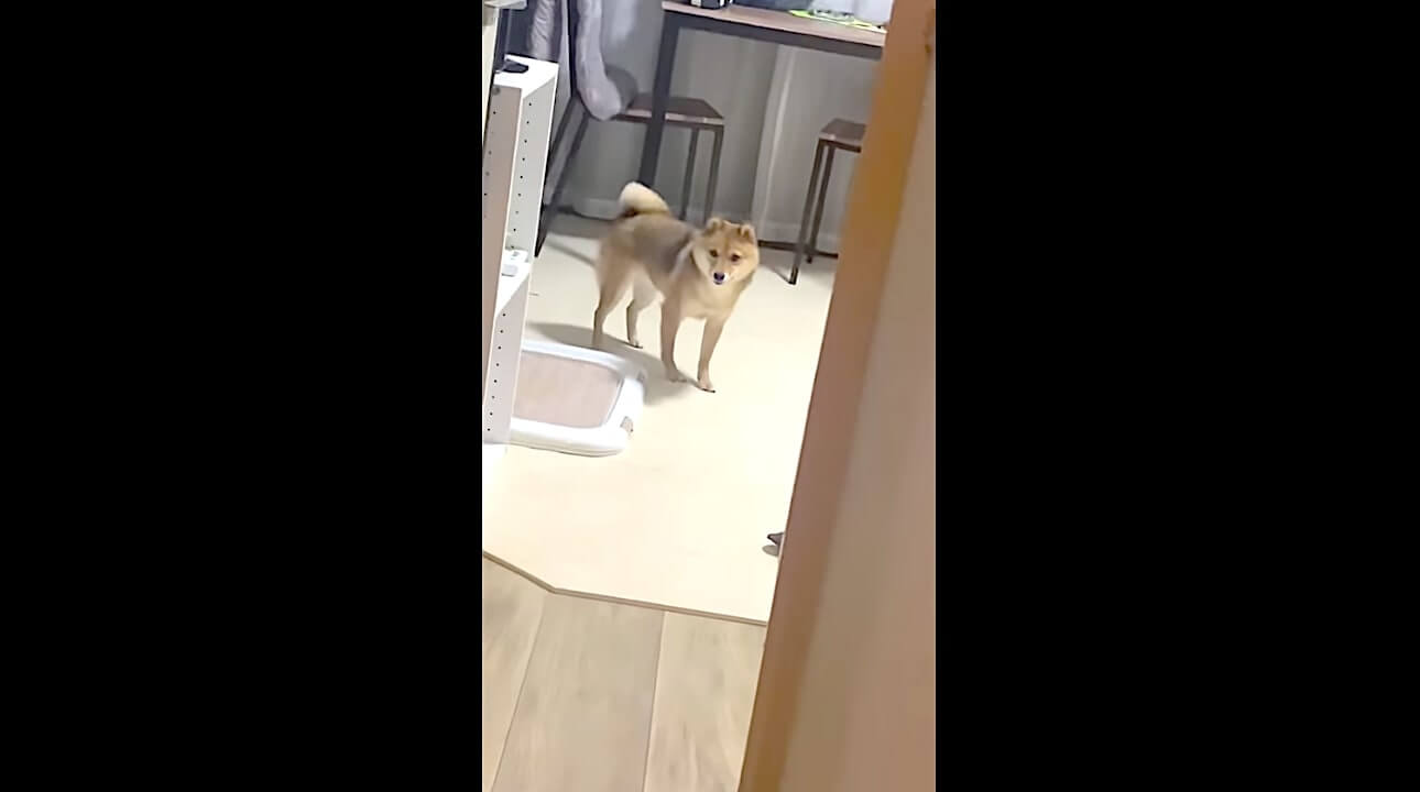 柴犬,YouTube