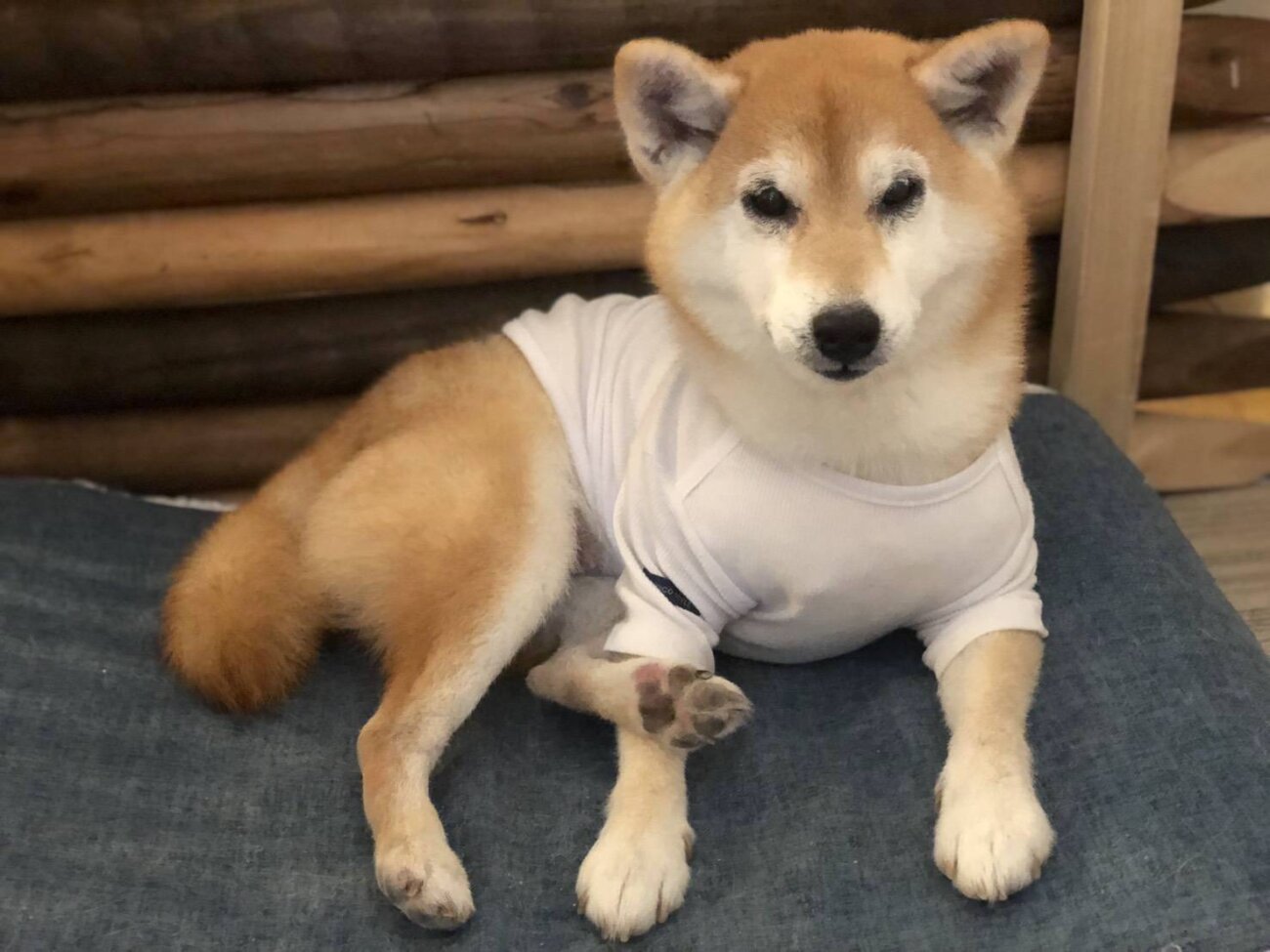 柴犬ライフ,アキナ山名,おまめ