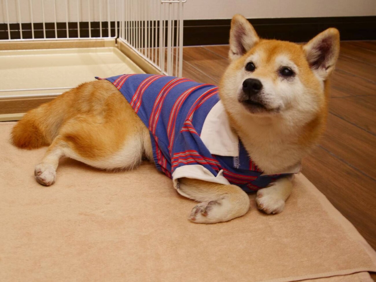 柴犬ライフ,アキナ山名,おまめ