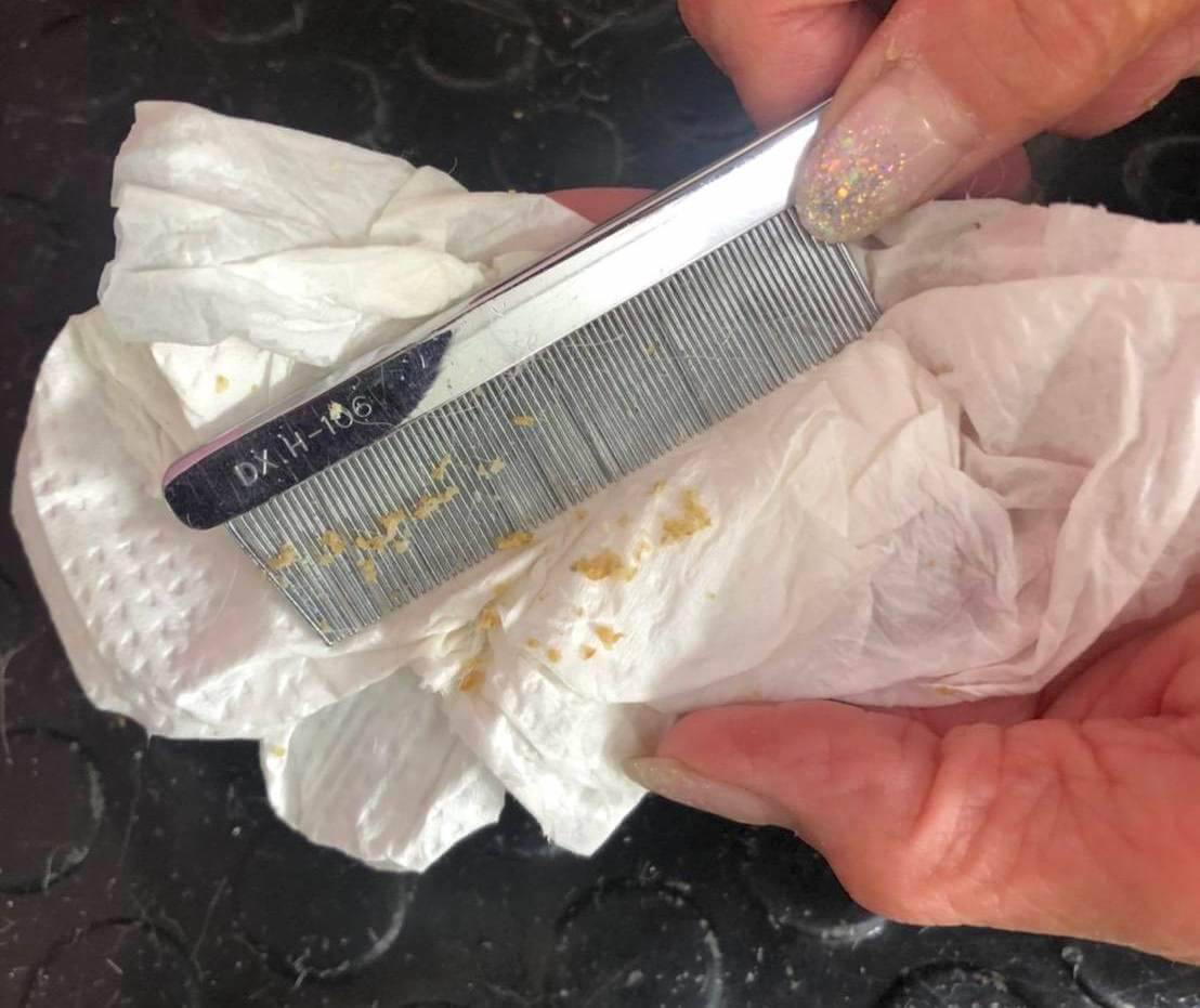 柴犬ライフ,アキナ山名,おまめ