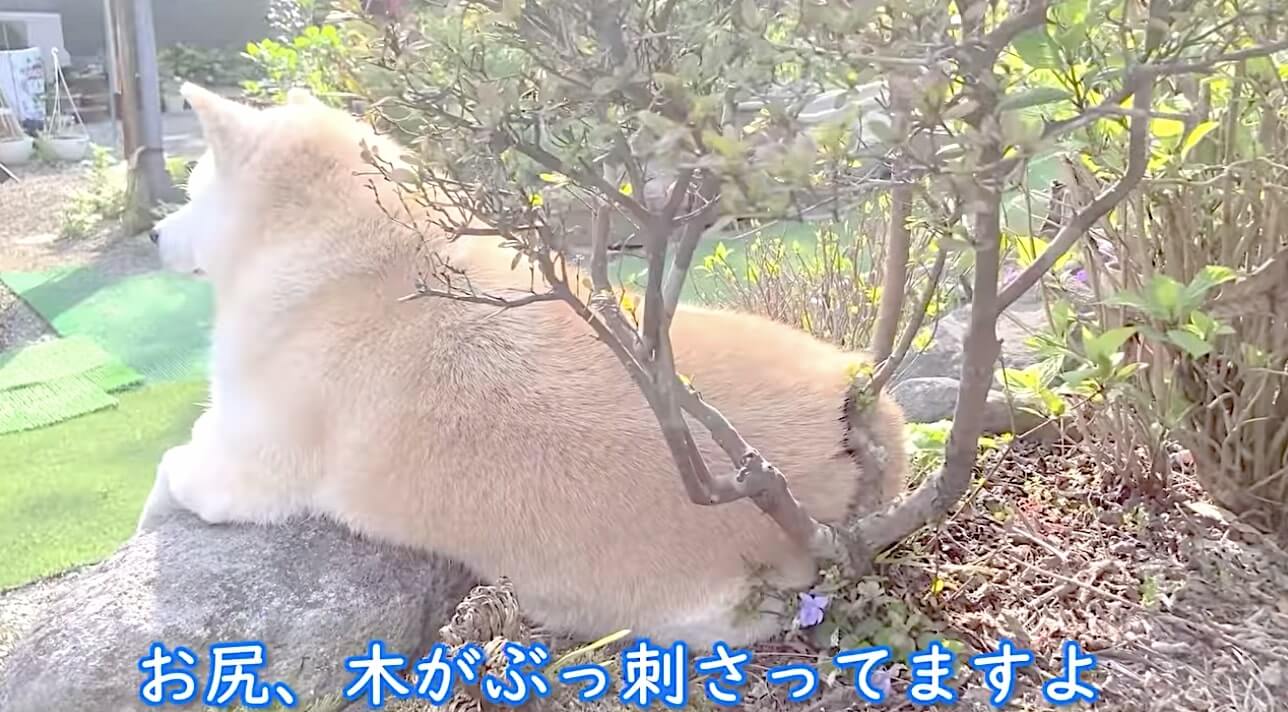 柴犬,YouTube