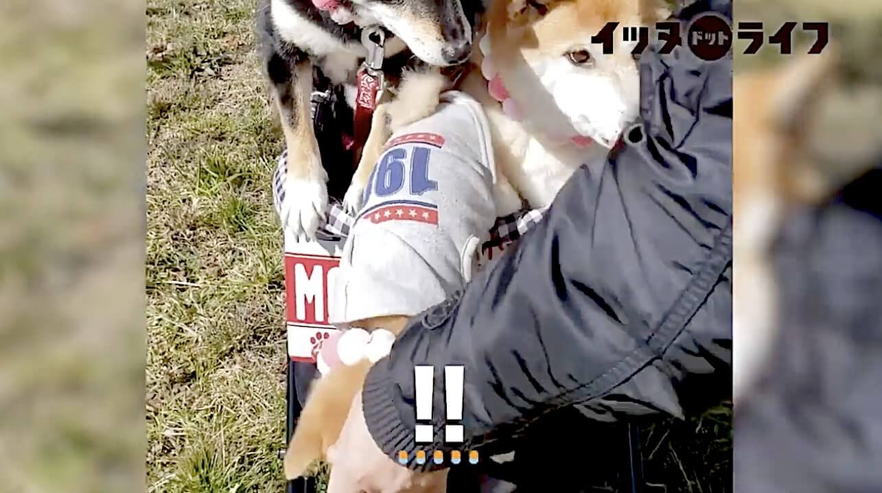 柴犬,動画,イッヌドットライフ