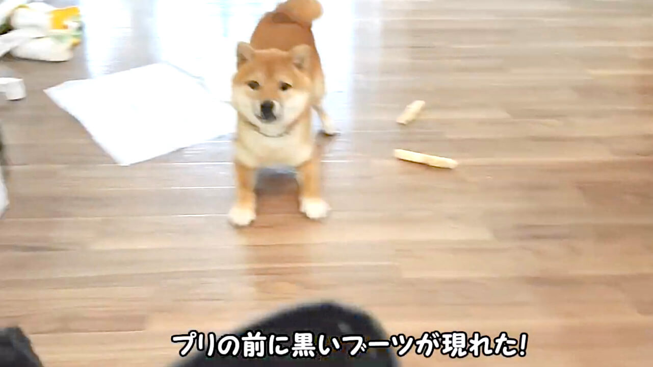 柴犬,YouTube